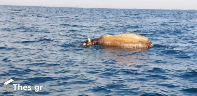 Νεκρή αγελάδα επιπλέει στον Θερμαϊκό